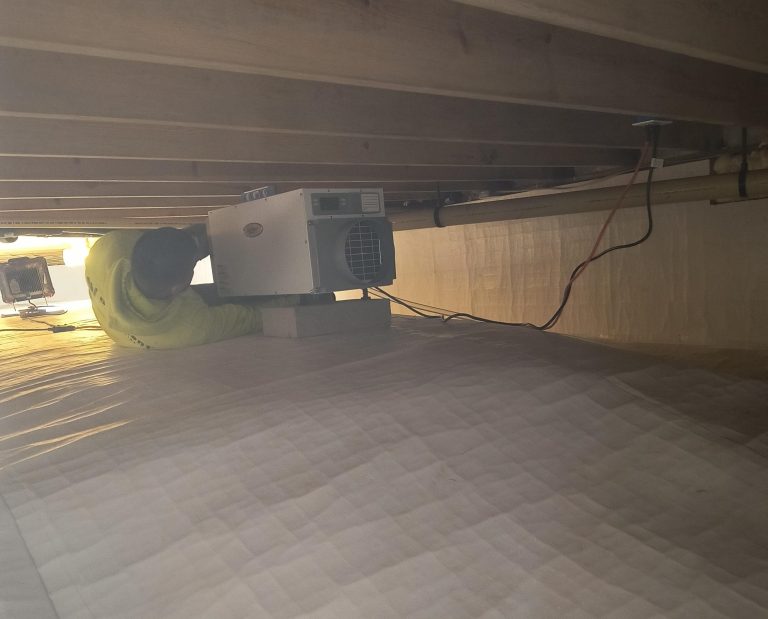 Effective Strategies to Prevent Mold Growth in Bathrooms and Basements