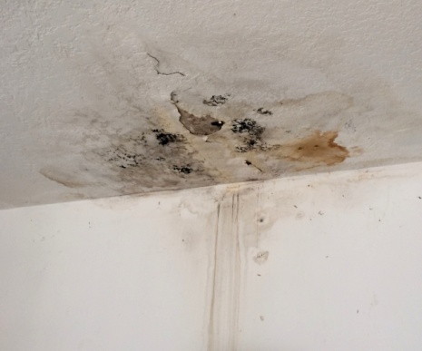 Black Mold Growth on Ceiling from Water Leak